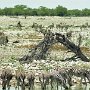Namibie